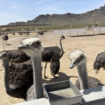 Ostrich Festival - Festivals Near Me - Chandler, Arizona Ostrich Festival - Festivals Near Me - Chandler, Arizona