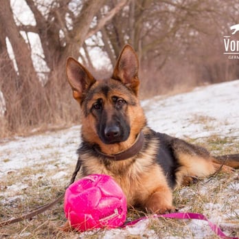 vom ragnar german shepherds
