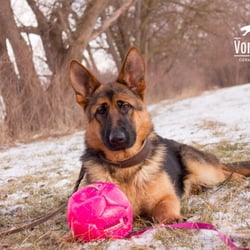 Vom Ragnar German Shepherds