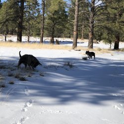 Nobody's out, so dogs are loving being off leash!