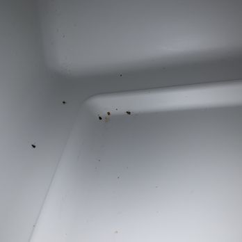 Jasmine Place Apartments - Small roaches find there way into the corner of fridges. Taken 3/23/2019. Move out was 3/28/2019 - Apartments Near Me - Westminster, California Jasmine Place Apartments - Small roaches find there way into the corner of fridges. Taken 3/23/2019. Move out was 3/28/2019 - Apartments Near Me - Westminster, California
