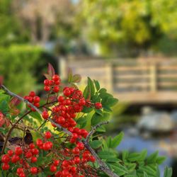 Cal Poly Pomona - Japanese Garden