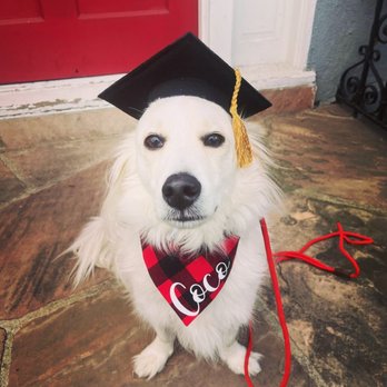 PupScouts Dog Training - Pet Training Near Me PupScouts Dog Training - Pet Training Near Me