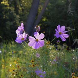 Organic Lawns by Lunseth - pollinator plants