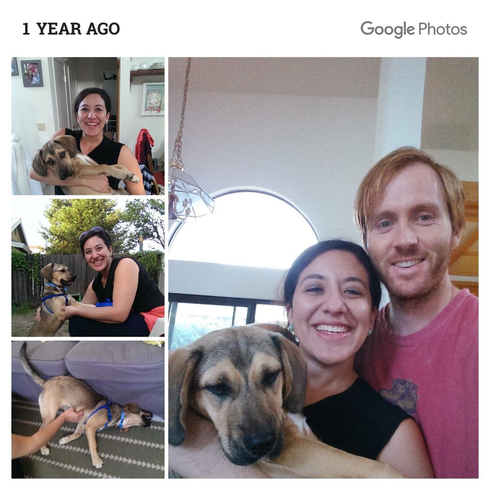 pets & pals animal shelter