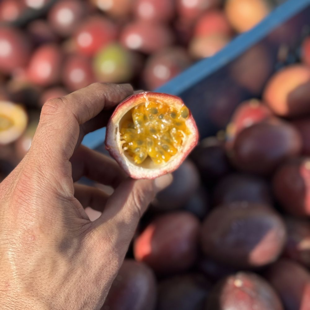 TOP 10 BEST Quenepas near Van Nuys, Los Angeles, CA - Updated 2026 - Yelp, image size:1000x1000