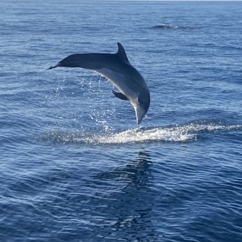 Oceanside Adventures - Boat Charters Near Me - Oceanside, California Oceanside Adventures - Boat Charters Near Me - Oceanside, California