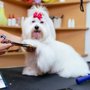 Salty Dawgs Grooming Parlor