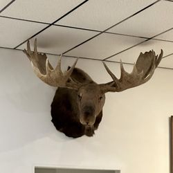 Wheaton Moose Lodge - I am sure this is why Moose Lodge got its name.