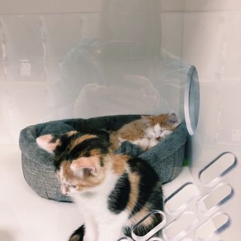 Humane Society For Hamilton County - Animal Shelters Near Me - Fishers, Indiana
