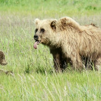 J Bear Tours - Aerial Tours Near Me - Homer, Alaska J Bear Tours - Aerial Tours Near Me - Homer, Alaska