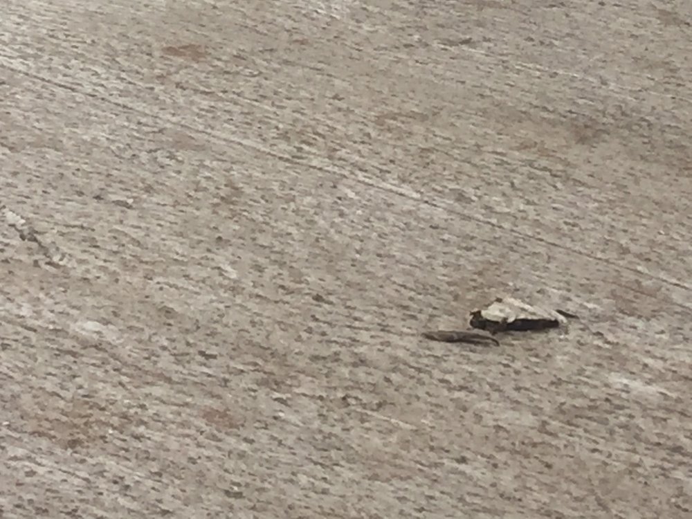 Slide of E O Wood Company