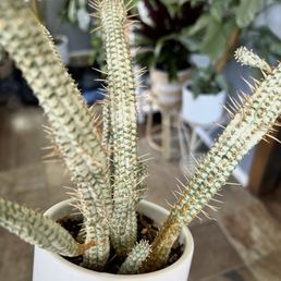 Corn cob cactus Corn cob cactus