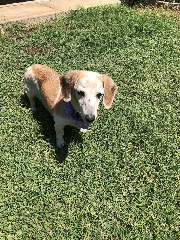 DOGONEGOOD PET GROOMING 43 Photos & 57 Reviews 2120 W Guadalupe Rd, Mesa, Arizona Pet