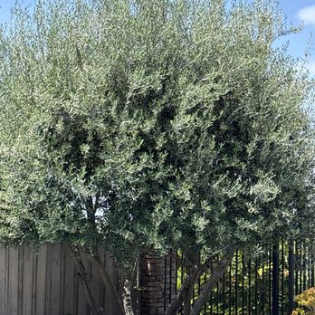 Highland Tree Care - Before pruning - Tree Services Near Me - Escondido, California Highland Tree Care - Before pruning - Tree Services Near Me - Escondido, California
