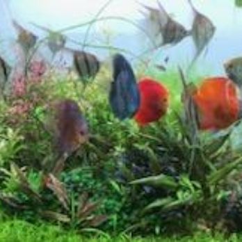 ABC Aquatic - How about some beautiful discus? - Aquarium Services Near Me ABC Aquatic - How about some beautiful discus? - Aquarium Services Near Me