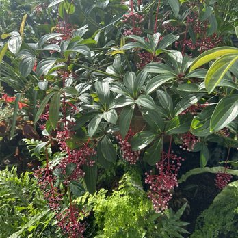 Volunteer Park Conservatory - Parks Near Me - Seattle, Washington Volunteer Park Conservatory - Parks Near Me - Seattle, Washington