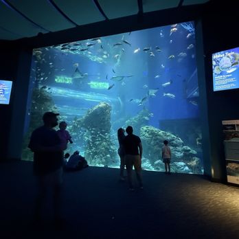Mississippi Aquarium - Huge viewing area - Aquariums Near Me - Gulfport, Mississippi