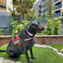 Pepper 20 month old Labrador Retriever Pepper 20 month old Labrador Retriever