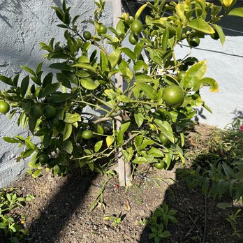 D A C Landscape S F - Love my lemon tree - Landscaping Near Me - San Francisco, California D A C Landscape S F - Love my lemon tree - Landscaping Near Me - San Francisco, California