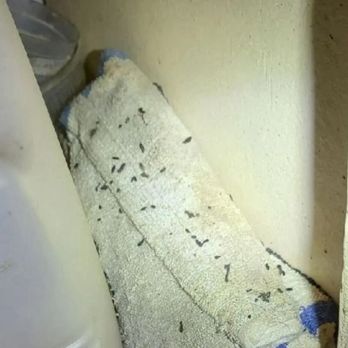 Attic Shield - Affected area with droppings. - Insulation Installation Near Me - Escondido, California Attic Shield - Affected area with droppings. - Insulation Installation Near Me - Escondido, California