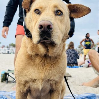 Fifiwoof pets - Pet Boarding Near Me
