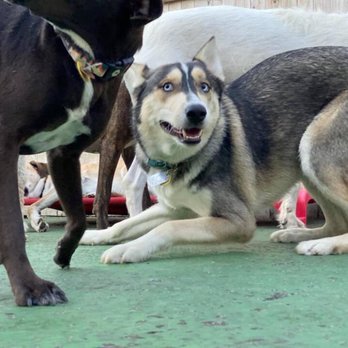 Tail Waggerz Pet Care - Nemo playing with a husky friend - Pet Sitting Near Me - Newton, Massachusetts