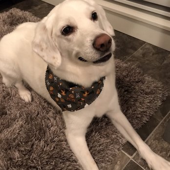 Premium PetStyling - Pet Groomers Near Me - Edmonton, Alberta