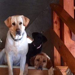 West Fork Gallery - Door greeters......