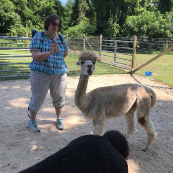 Jersey Shore Alpacas - "STOP IN THE NAME OF LOVE BEFOR YOU BREAK MY " Alpaca sign language for no more carrots here for you! - Zoos Near Me - Cape May, New Jersey Jersey Shore Alpacas - "STOP IN THE NAME OF LOVE BEFOR YOU BREAK MY " Alpaca sign language for no more carrots here for you! - Zoos Near Me - Cape May, New Jersey