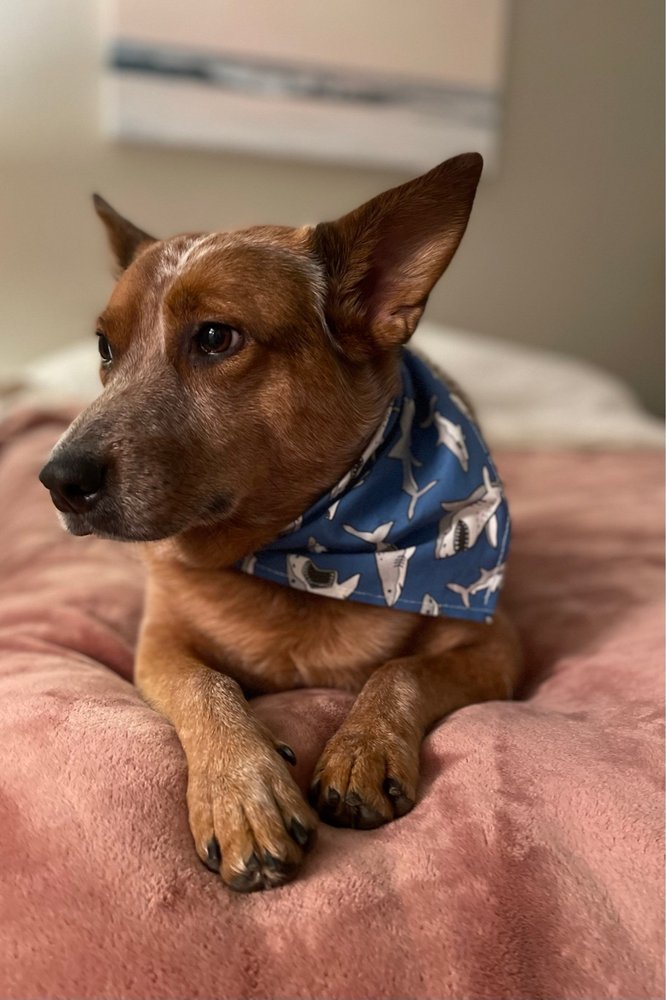 GROOMOLOGY Updated September 2024 25 Photos 7340 Kilborn Dr, Fair