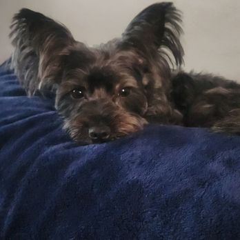 Puppy Salon - Pet Groomers Near Me - Whittier, California Puppy Salon - Pet Groomers Near Me - Whittier, California