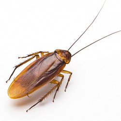 Arrow Pest Control