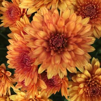 The Barn Nursery - Nurseries & Gardening Near Me - Chattanooga, Tennessee