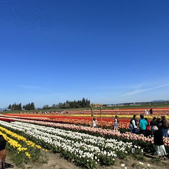 Tulip Town - IG: @ohmyono - Botanical Gardens Near Me - Mount Vernon, Washington Tulip Town - IG: @ohmyono - Botanical Gardens Near Me - Mount Vernon, Washington