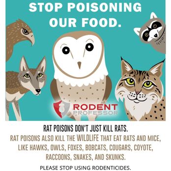 Rodent Professor - Poisons & Baits Don't just kill Rats! Protect our Animals. - Pest Control Near Me Rodent Professor - Poisons & Baits Don't just kill Rats! Protect our Animals. - Pest Control Near Me