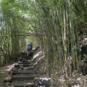 Pipiwai Trail - Bamboo forest - Hiking Near Me - Hana,, Hawaii