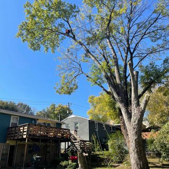 Blakely's Tree Service - Luke way out on this maple limb over the deck and house - Tree Services Near Me