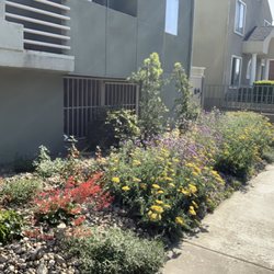 Urban Ecoscapes - California Native Apartment complex