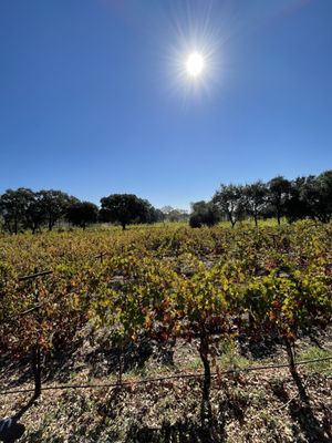 Platypus Wine Tours by null