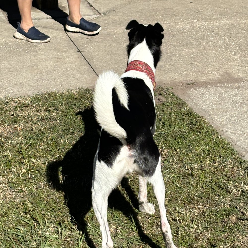 Veteran's Memorial Park - Dog Parks Near Me - Saint Johns, Florida Veteran's Memorial Park - Dog Parks Near Me - Saint Johns, Florida