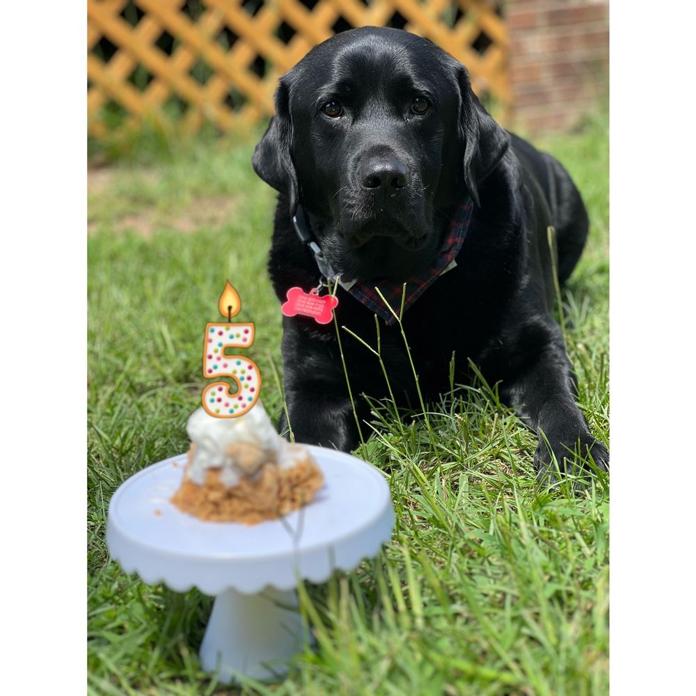 ENDLESS MOUNTAIN LABRADORS Updated October 2024 56 Photos & 10