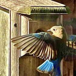 The Photo Classroom - Male Blue Bird trying to takeover a sparrows house. I love the right wing cupped and the span of it't left wing.