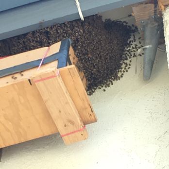 We Save Bees - Pest Control Near Me - San Diego, California