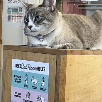 NEKO: A Cat Cafe - Thumbelina - Themed Cafes Near Me - Seattle, Washington