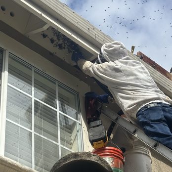 Nunez Bee Removal - Pest Control Near Me Nunez Bee Removal - Pest Control Near Me