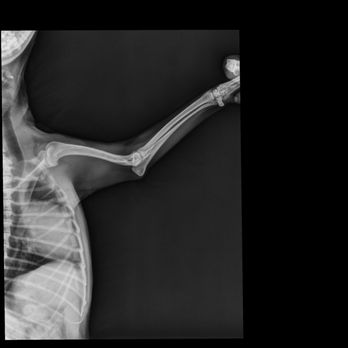 Veterinaria Palmas e Hipódromo - X-ray - Pet Sitting Near Me - Tijuana, BCN Veterinaria Palmas e Hipódromo - X-ray - Pet Sitting Near Me - Tijuana, BCN