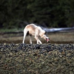 Discovery Journeys - Wolf enjoying a salmon along the coast in John's cove - Canada