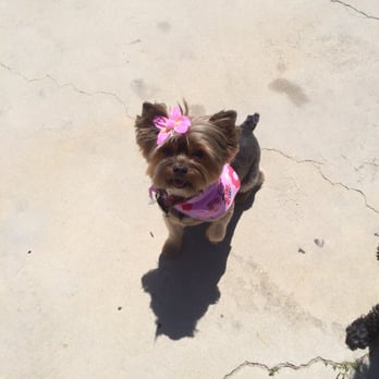 Baxters Pet Grooming - Pet Groomers Near Me - Lancaster, California Baxters Pet Grooming - Pet Groomers Near Me - Lancaster, California
