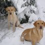 Photo of Silver Valley Veterinary Clinic